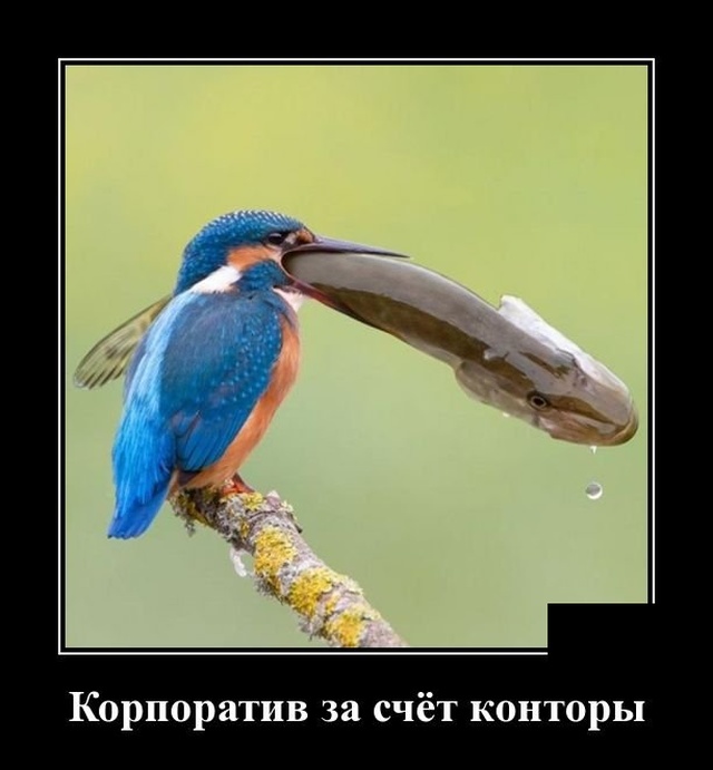 Демотиваторы №2180 (20 фото) - «Демотиваторы»