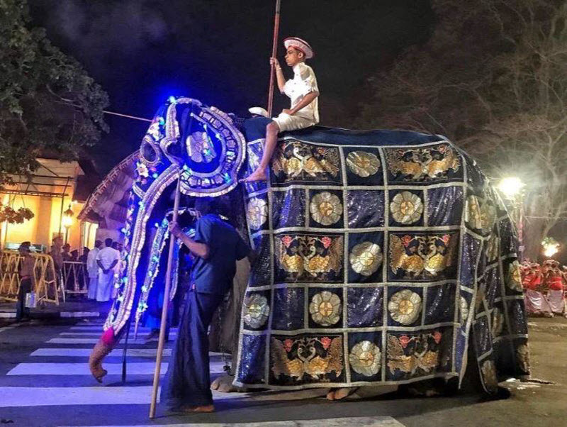 Измученный слон, которого скрывают под красочными праздничными костюмами