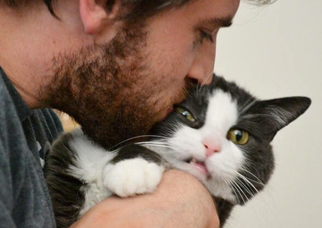 Коты, которые не любят делать селфи (18 фото) - «Это интересно»