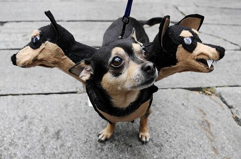 Наряды для собак на Хэллоуин