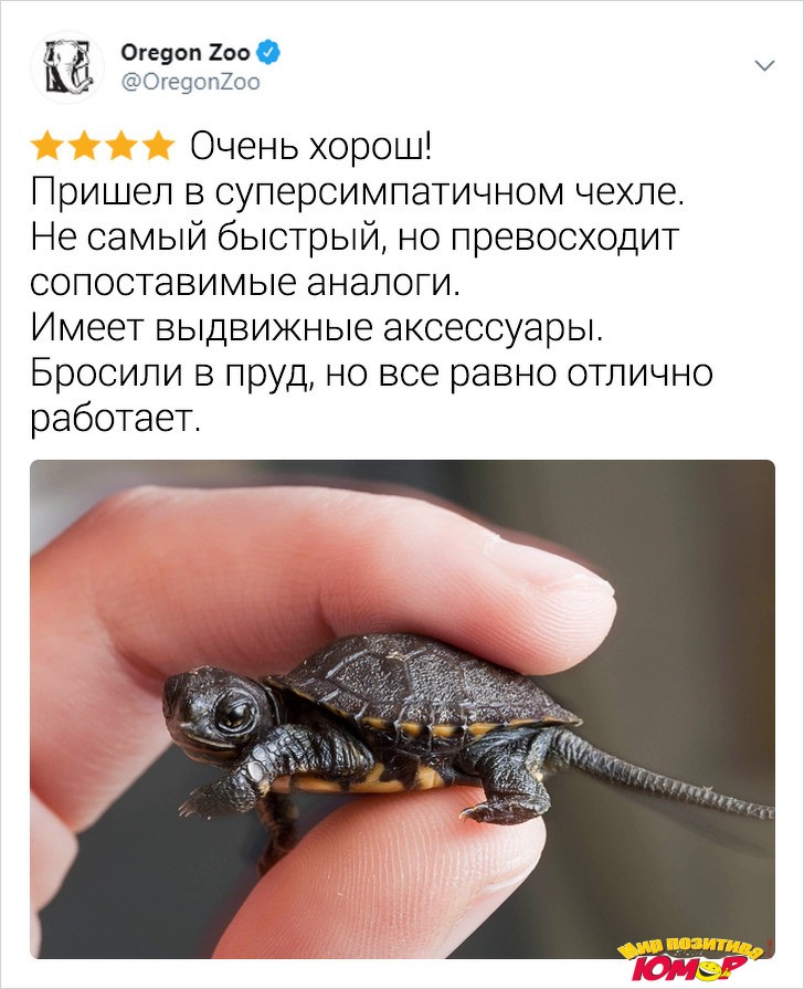 Зоопарки пишут отзывы о животных, будто только что получили их с Amazon - «Хорошее настроение»