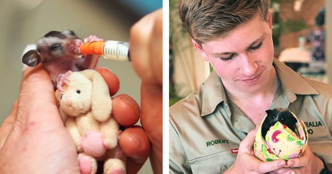 Хорошие новости: семья Ирвин спасла тысячи животных во время лесных пожаров в Австралии - «Разное»