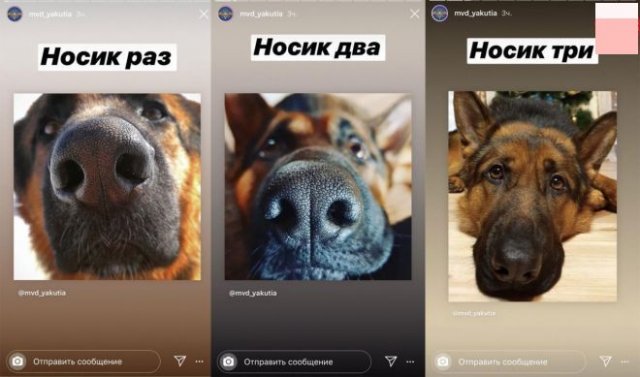 Собаки, котики: пресс служба МВД изменила подачу материала (7 фото) - «Это интересно»