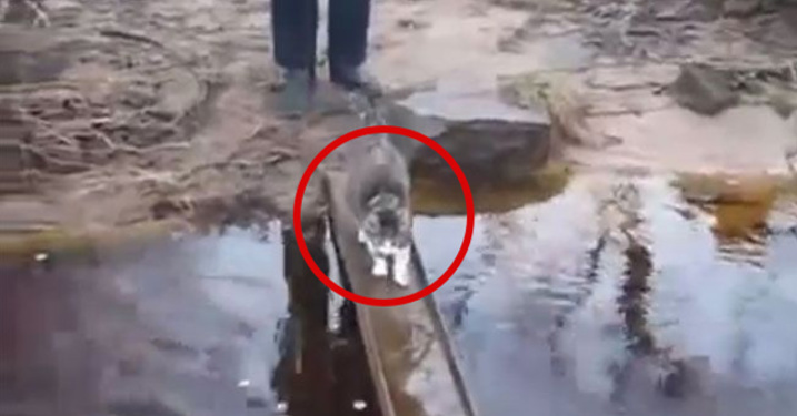 Дедушка и его кот переходят реку - «Видео»