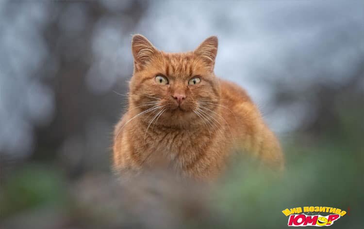 Хозяева принесли домой раненого кота, и боялись реакции собак