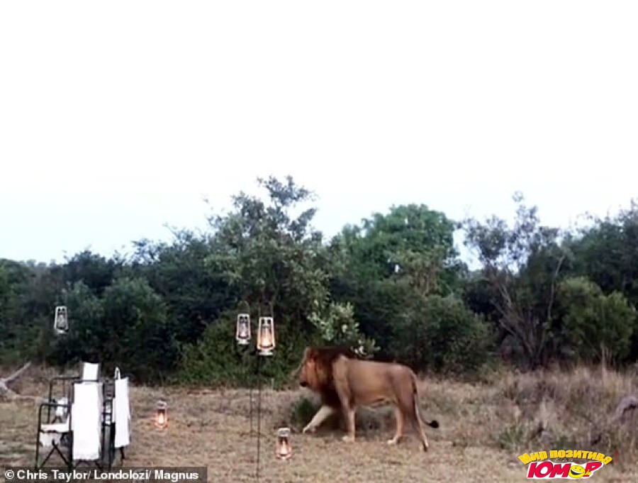 Лев показал туристам на сафари, кто тут настоящий хозяин саванны