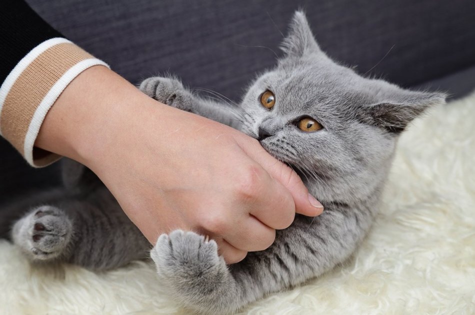 Почему важно регулярно носить кошку к ветеринару? - «Животные»