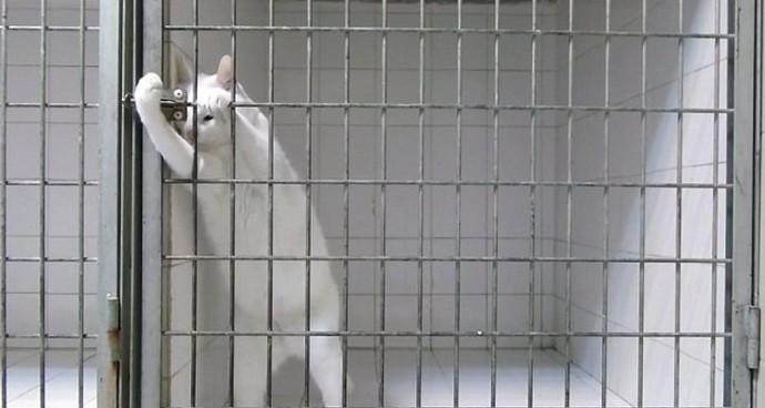 Побег из тюрьмы - «Животные»