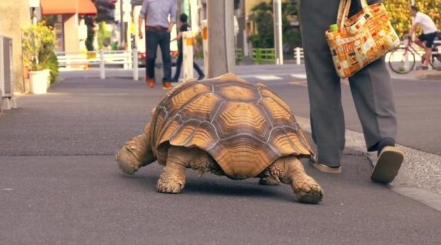 Жительницу Рима оштрафовали за выгул черепахи - «Животные»