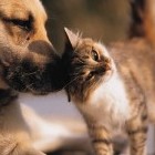 Кот и собака - «Животные»