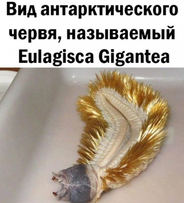 Смешные картинки