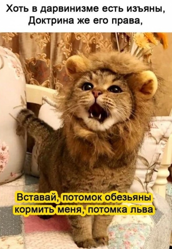 Смешные картинки с надписями