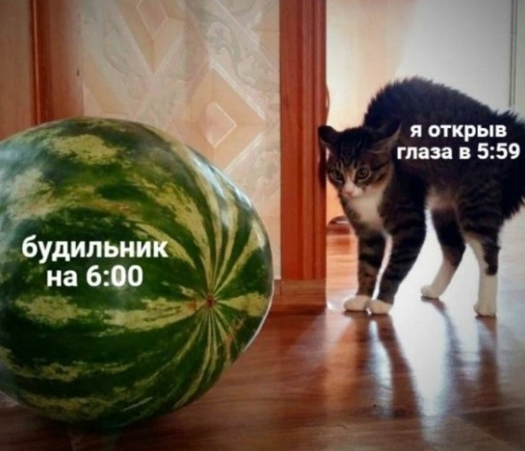 Смешные картинки с надписями