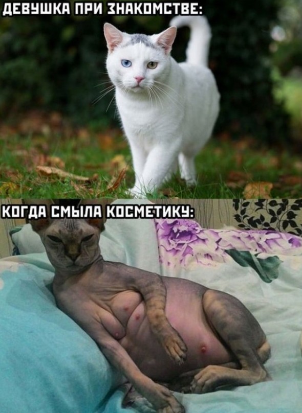 Смешные картинки с надписями