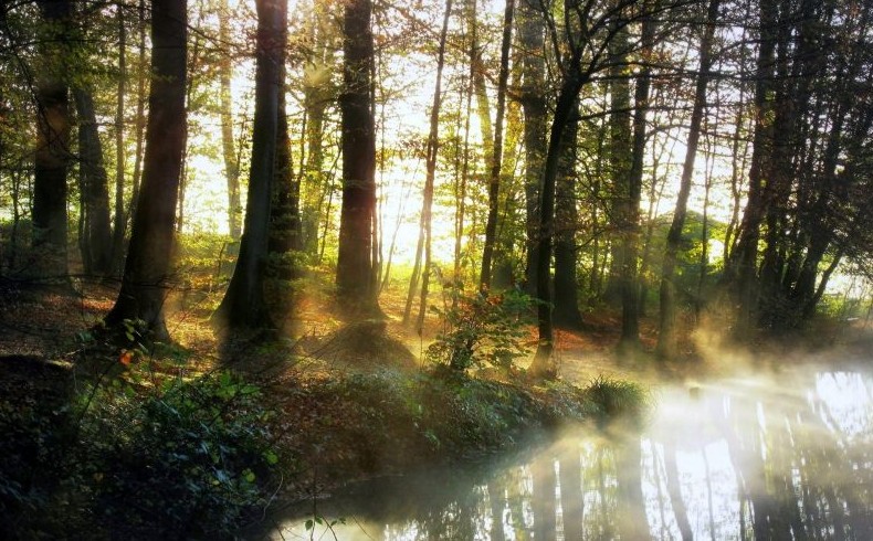 Утро в лесу⁠⁠ - «Прикольные картинки»