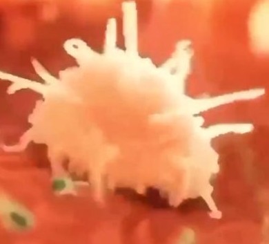 Как иммунные клетки преследуют бактерии и уничтожают их - «Прикольные картинки»