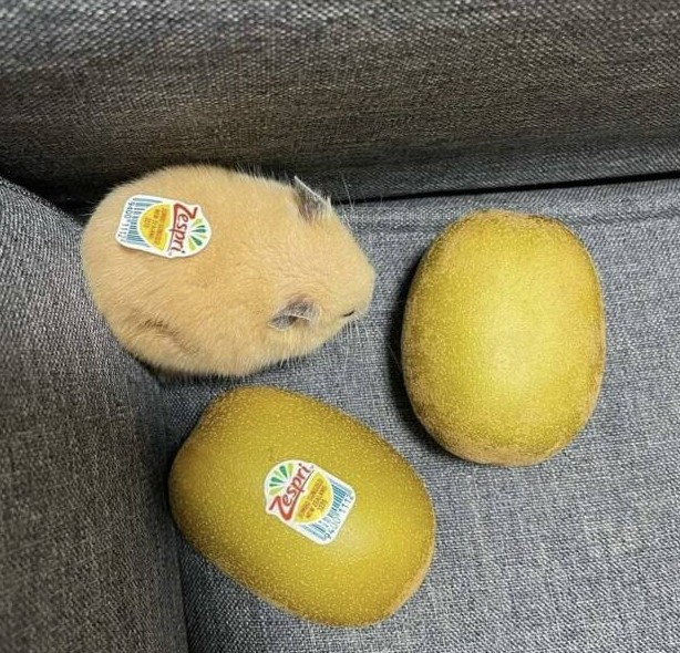 поржать
