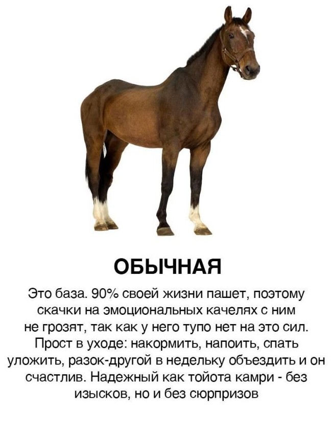 В сети составили классификацию парней и девушек в виде лошадей - «Прикольные картинки»