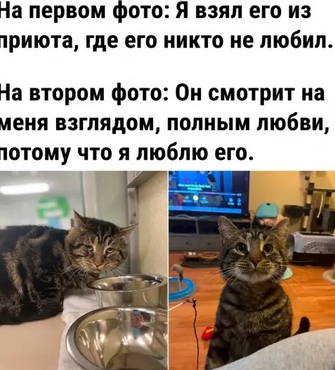 Картинки с текстом и котами - «Прикольные картинки»