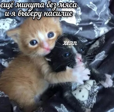 Картинки с текстом и котами - «Прикольные картинки»
