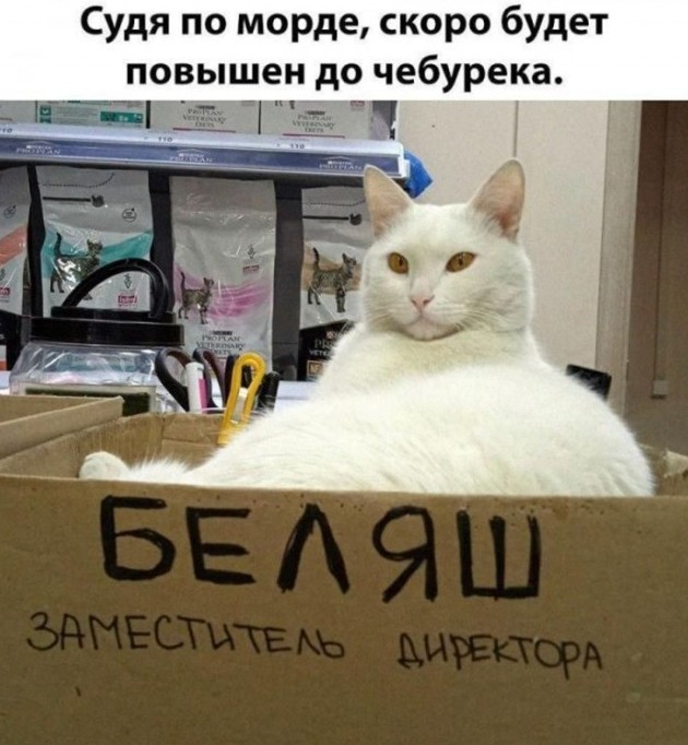 Свежие приколы 16.03.2026 - «Прикольные картинки»